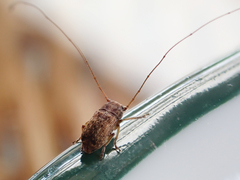 Lawsonia variabilis