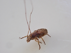 Lawsonia variabilis