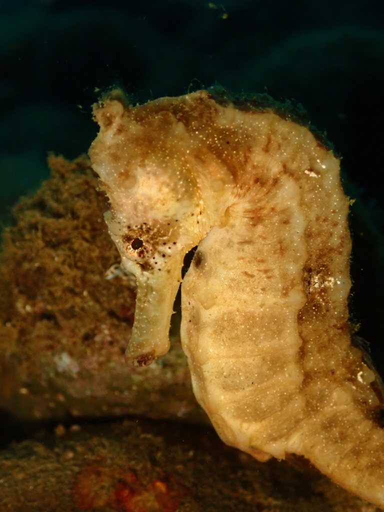 Sea pony (Hippocampus kuda)