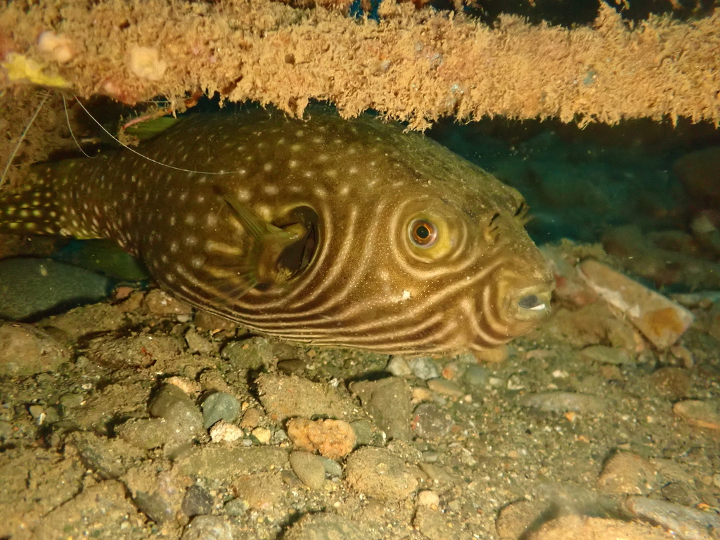 Lined toado (Arothron reticularis) — Tetraodontidae