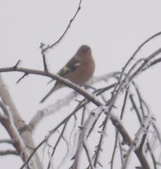 Fringilla coelebs coelebs