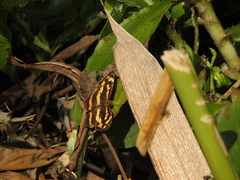 Symbrenthia lilaea formosanus