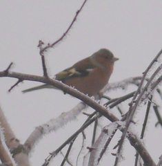Fringilla coelebs coelebs