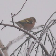 Fringilla coelebs coelebs