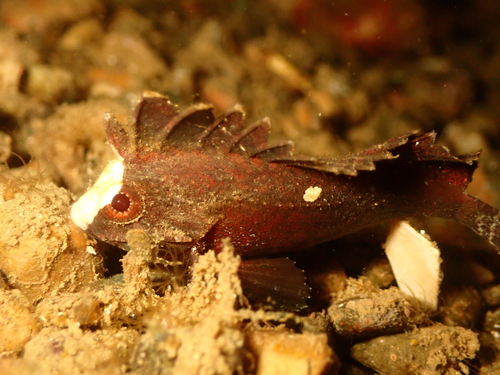 Paracentropogon longispinis