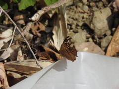 Junonia lemonias aenaria