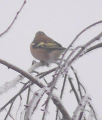 Fringilla coelebs coelebs