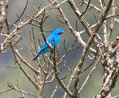 Cotinga maynana