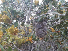 Banksia lemanniana