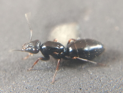Opisthopsis