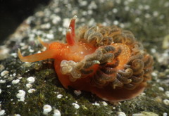Spurilla braziliana
