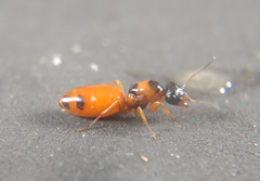 Opisthopsis rufithorax