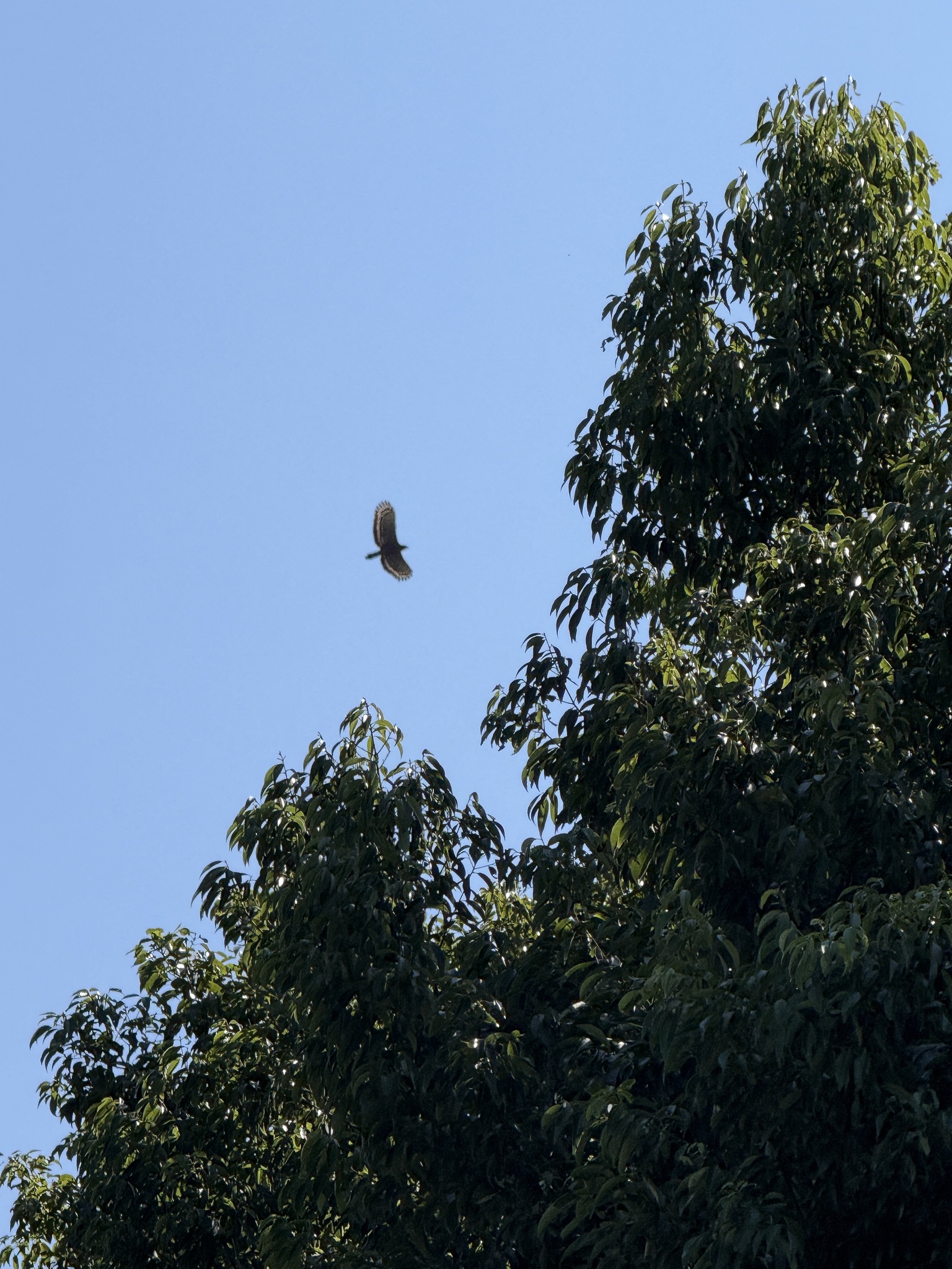 Crested Serpent Eagle (Spilornis cheela), photo 2