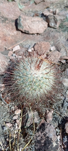 Mammillaria moelleriana