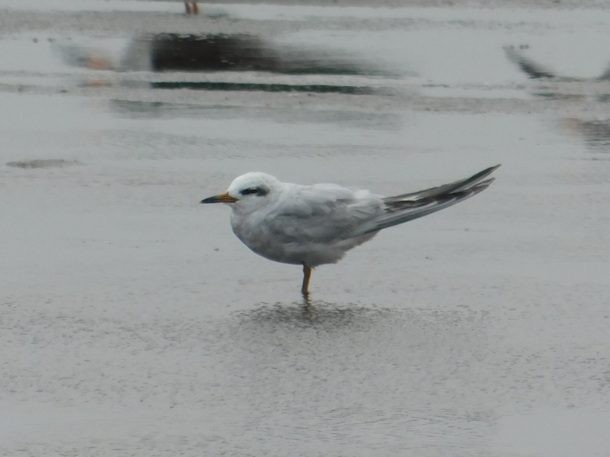 Snowy-crowned Tern (Sterna trudeaui), photo 1