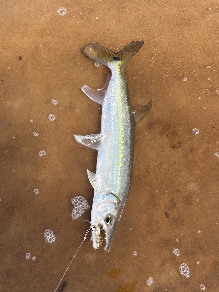 Freshwater barracuda (Acestrorhynchus falcirostris) — Acestrorhynchidae