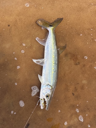 Freshwater barracuda (Acestrorhynchus falcirostris) — Acestrorhynchidae