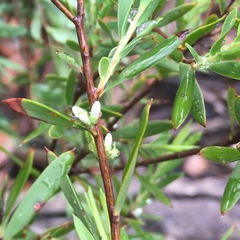 Styphelia mutica