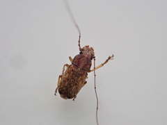 Lawsonia variabilis