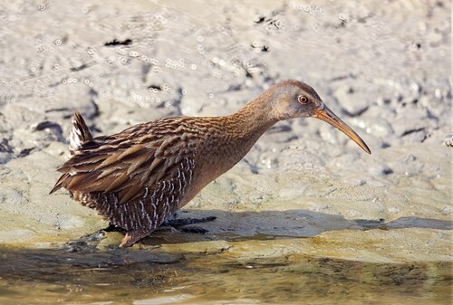 Clapper Rail (Rallus crepitans), photo 4