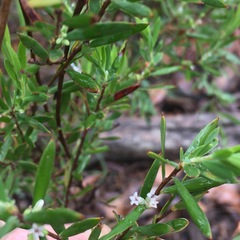Styphelia mutica