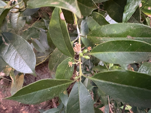 Symplocos lucida