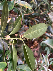 Symplocos lucida, photograph (c) 黃美滿, some rights reserved (CC BY)