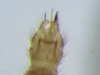 Gonomyia acanthomelana - Photo (c) mdoliveira, some rights reserved (CC BY-NC), uploaded by mdoliveira