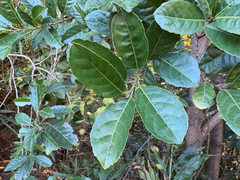 Aporosa octandra, photograph (c) 黃美滿, some rights reserved (CC BY)