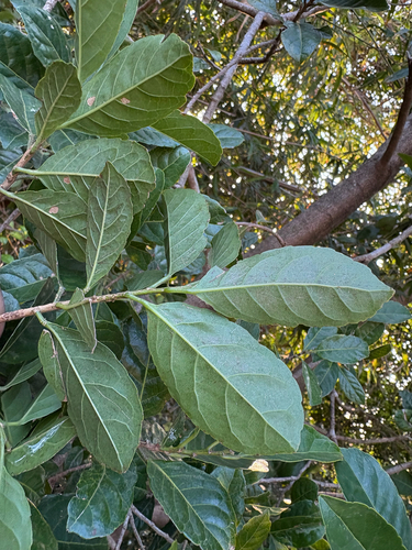 Aporosa octandra, photograph 2