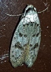 Scatochresis innumera