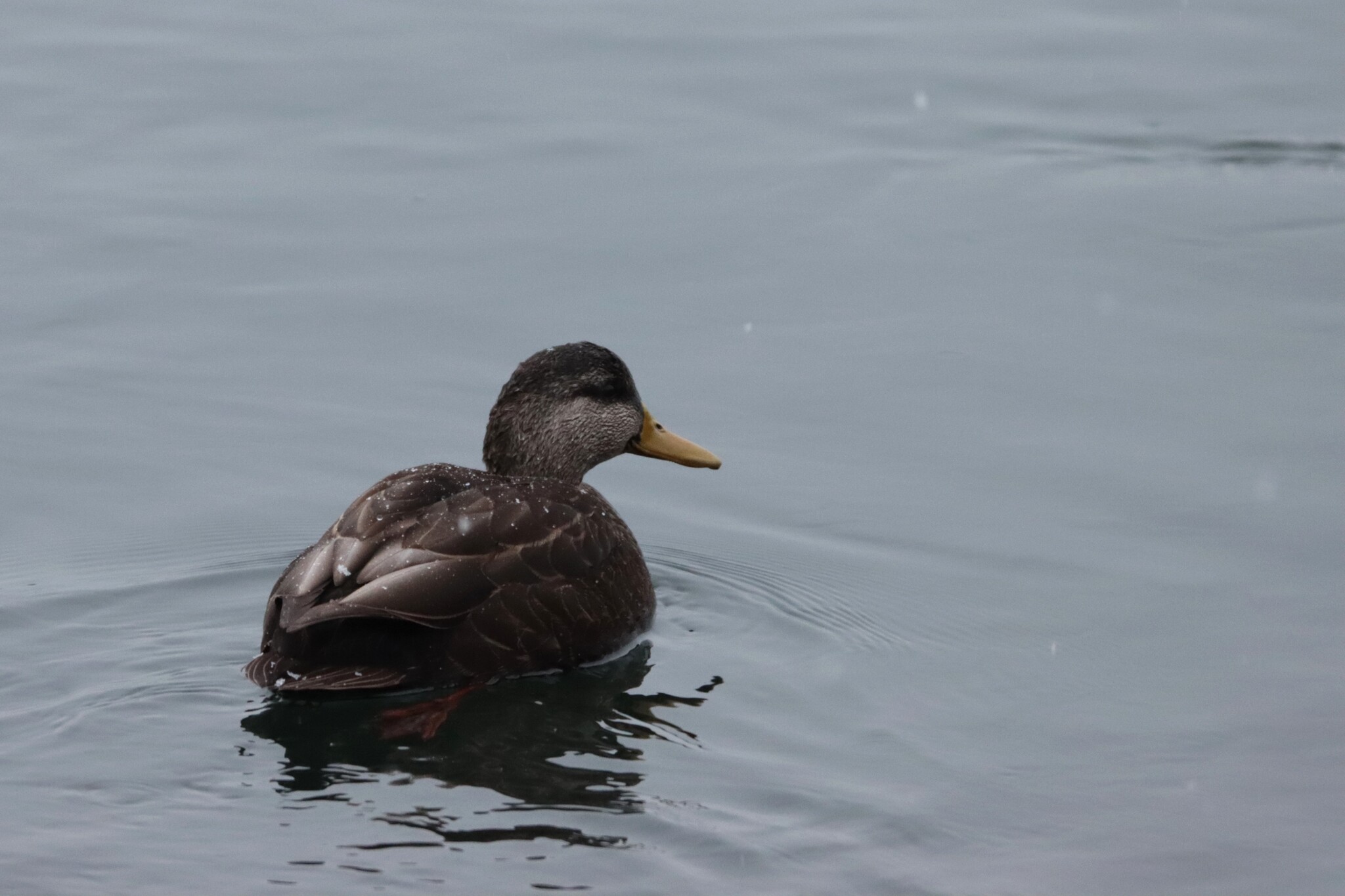 American Black Duck (Anas rubripes), photo 7