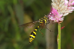 Phimenes flavopictus formosanus