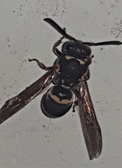 Epsilon chartergiforme