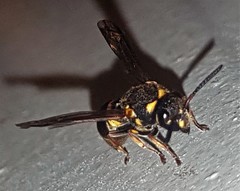 Epsilon chartergiforme