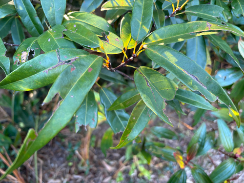 Bunch-like reevesia (Reevesia thyrsoidea)