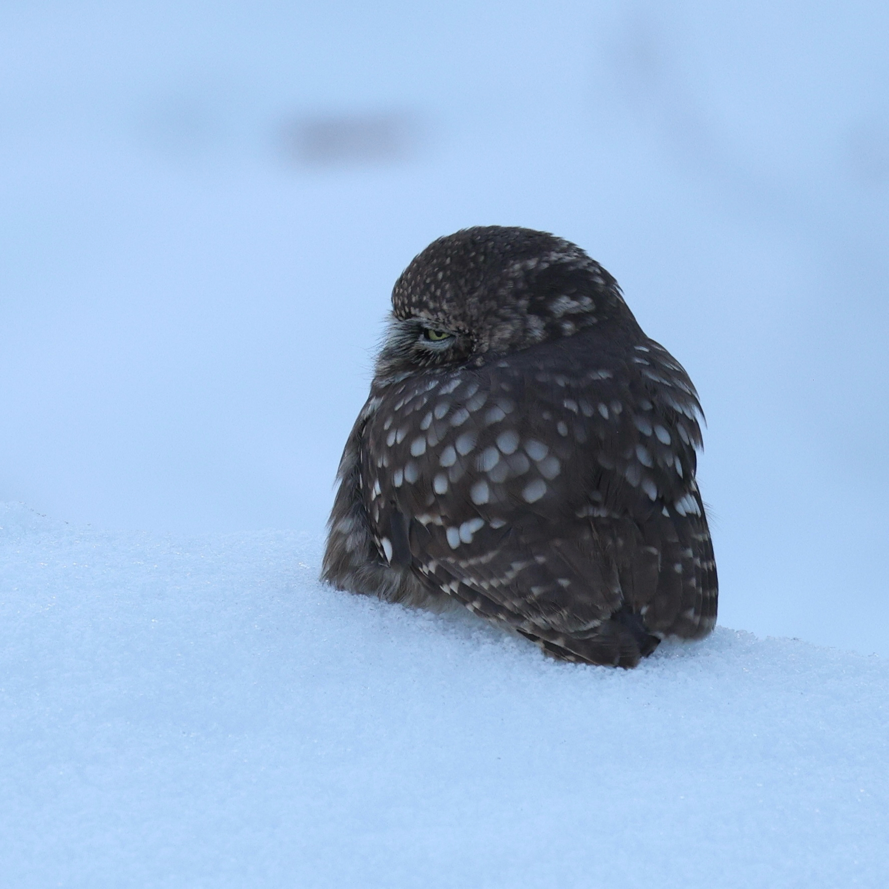 Little Owl (Athene noctua), photo 6