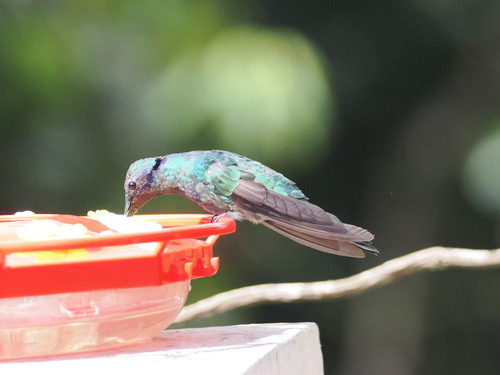 Sparkling Violetear (Colibri coruscans), photo 2