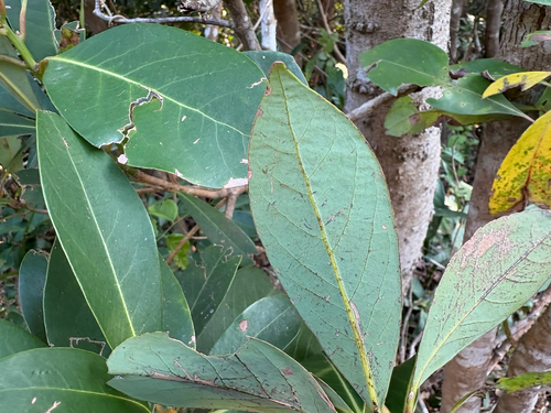Chekiang Machilus (Machilus chekiangensis)