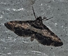 Nacoleia amphicedalis