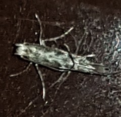 Epicephala trigonophora