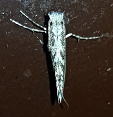 Epicephala trigonophora