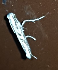 Epicephala trigonophora