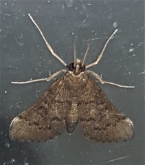 Piletocera macroperalis