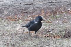 Corvus monedula