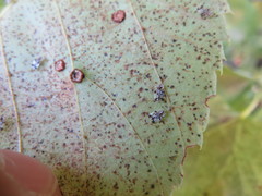 Corythucha juglandis