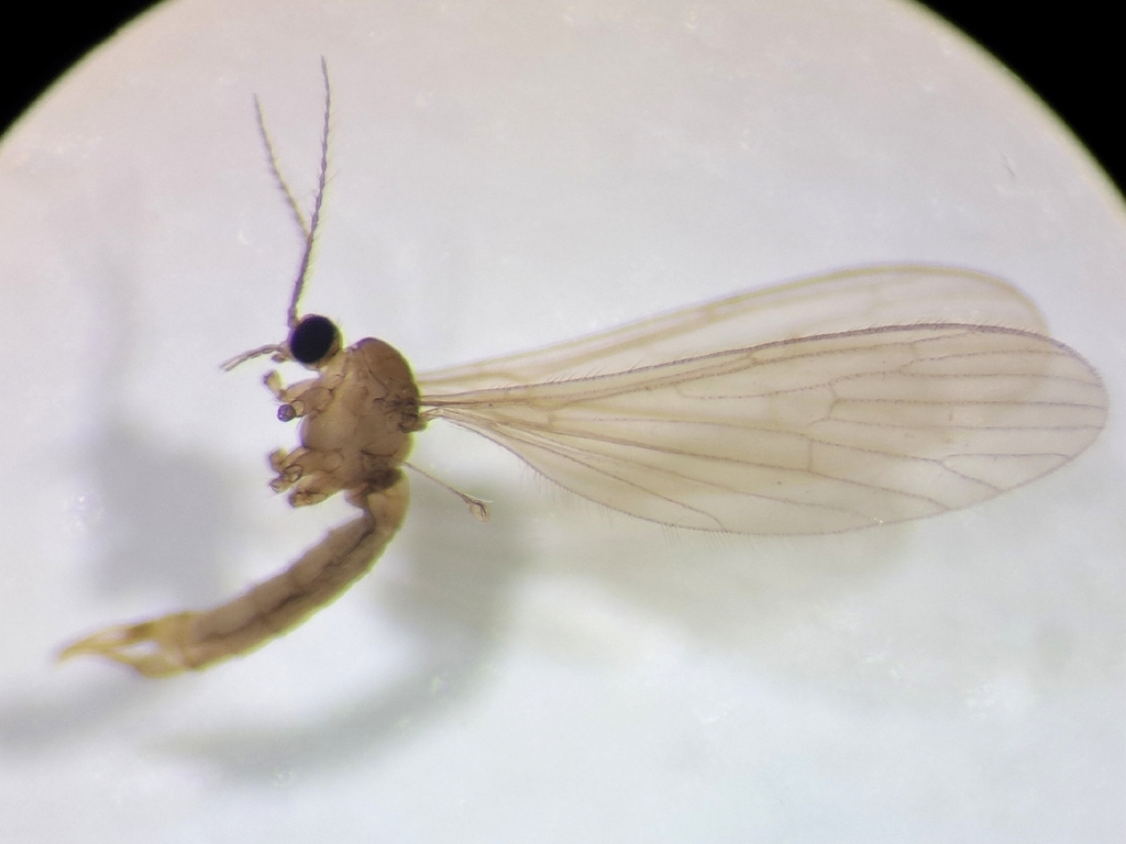 Polymera conjuncta