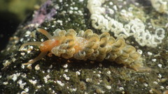 Spurilla braziliana