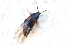 Tachinus subterraneus