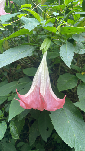 Brugmansia suaveolens